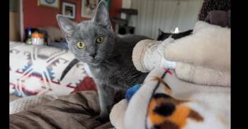 Beans -  Domestic Short Hair Cat for Adoption in Albuquerque, New Mexico - Beans | PetCurious