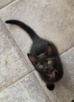 Domestic Short Hair Cats Available for Adoption in Seattle, Washington - Titan | PetCurious