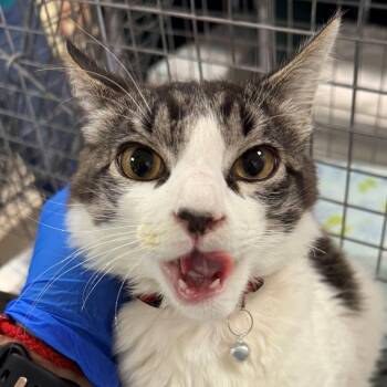 107428 -  Domestic Short Hair Cat for Adoption in Las Cruces, New Mexico - 107428 | PetCurious