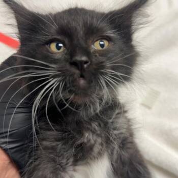 Onyx -  Domestic Long Hair Cat for Adoption in Lakewood, Colorado - Onyx | PetCurious