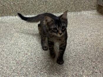 PEPPER LOVE -  Domestic Long Hair Cat for Adoption in Colorado Springs, Colorado - PEPPER LOVE | PetCurious