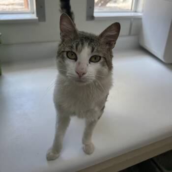 Tycho -  Domestic Short Hair Cat for Adoption in Los Angeles, California - Tycho | PetCurious