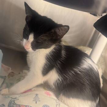 Brittany -  Domestic Short Hair Cat for Adoption in West Palm Beach, Florida - Brittany | PetCurious