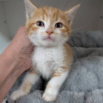 Matcha -  Domestic Short Hair Cat for Adoption in Potomac, Maryland - Matcha | PetCurious