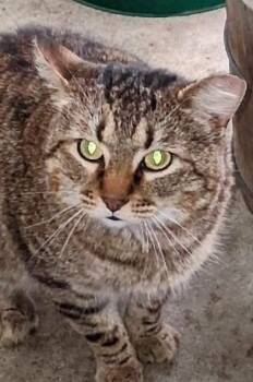 Rescue Domestic Short Hair Cats for Adoption in Blacksburg, Virginia - Munchkin | PetCurious