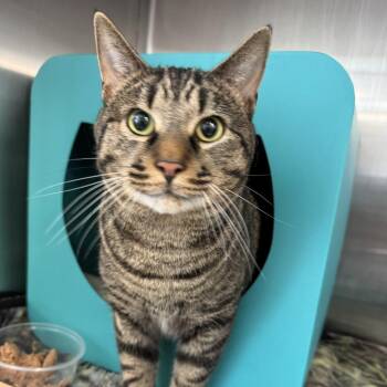 Leo -  Domestic Short Hair Cat for Adoption in Baltimore, Maryland - Leo | PetCurious