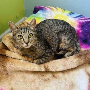 Mopsy -  Domestic Short Hair Cat for Adoption in Brownsboro, Alabama - Mopsy | PetCurious