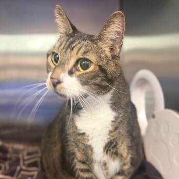 Domestic Short Hair Cats Available for Adoption in Greensboro, North Carolina - Jabba The Cat | PetCurious