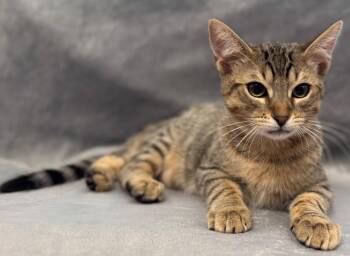 Cafe Con Leche: Cookie Butter -  Tabby Cat for Adoption in Palo Alto, California - Cafe Con Leche: Cookie Butter | PetCurious