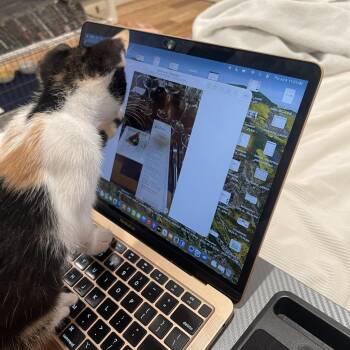 Potato -  Domestic Short Hair Cat for Adoption in Santa Rosa, California - Potato | PetCurious