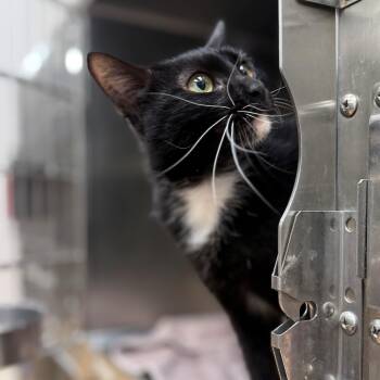 Domestic Short Hair Cats Available for Adoption in St. Augustine, Florida - Gia | PetCurious