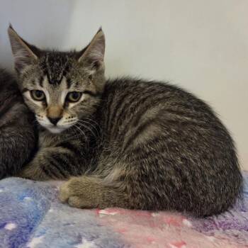 Green Bean -  Domestic Short Hair Cat for Adoption in Oak Brook, Illinois - Green Bean | PetCurious