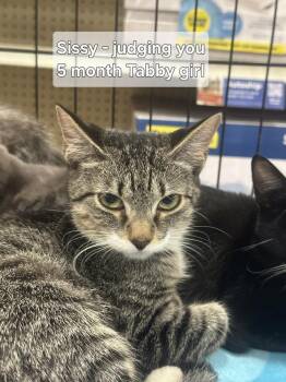 Sissy -  Tabby Cat for Adoption in Deltona, Florida - Sissy | PetCurious
