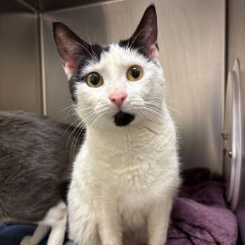 Domestic Short Hair Cats Available for Adoption - Omelette | PetCurious