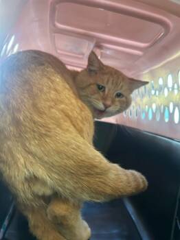 Rescue Domestic Short Hair Cats for Adoption in New Orleans, Louisiana - Reno | PetCurious