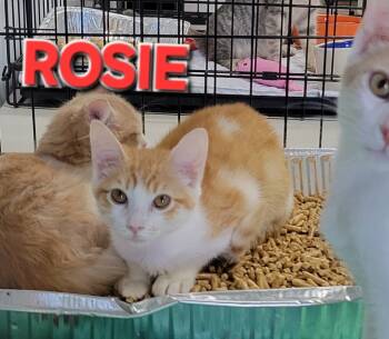 Rescue Domestic Short Hair Cats for Adoption in Rome, Georgia - Rosie | PetCurious