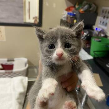 Rescue Domestic Long Hair Cats for Adoption in Modesto, California - A603592 | PetCurious