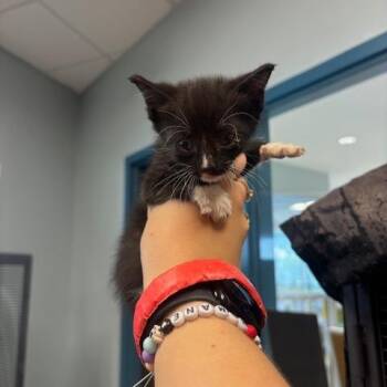 Bucket -  Domestic Short Hair Cat for Adoption in Mooresville, North Carolina - Bucket | PetCurious