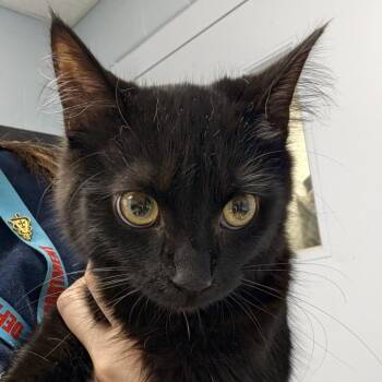Neve -  Domestic Medium Hair Cat for Adoption in Indianapolis, Indiana - Neve | PetCurious