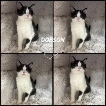 Dobson -  Domestic Short Hair Cat Available for Adoption in Windy Hills, Kentucky - Dobson | PetCurious