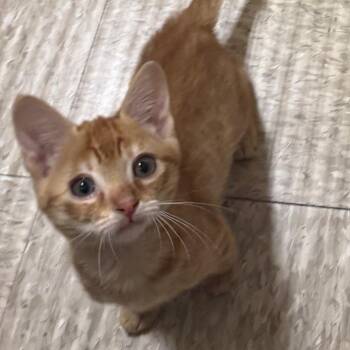 Autumn -  Domestic Short Hair Cat for Adoption in Desert Hot Springs, California - Autumn | PetCurious