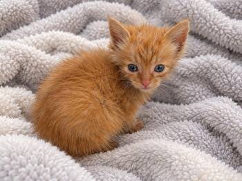 Mango -  Domestic Short Hair Cat for Adoption in Brewster, New York - Mango | PetCurious
