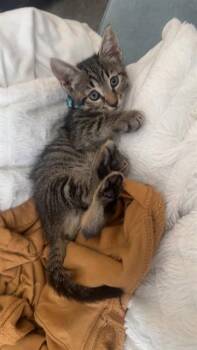 TIGER PRINCESS POPPY -  Domestic Short Hair Cat for Adoption in Omaha, Nebraska - TIGER PRINCESS POPPY | PetCurious