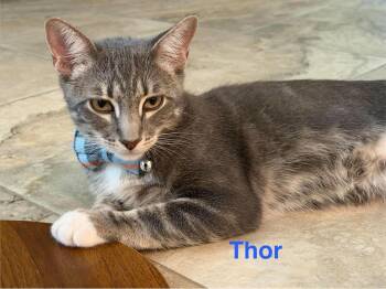 Thor -  Domestic Short Hair Cat for Adoption in Riverside, California - Thor | PetCurious