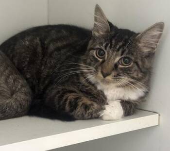 Domestic Short Hair Cats Available for Adoption in Palm Coast, Florida - Jay Z | PetCurious