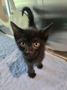 Spam -  Domestic Short Hair Cat for Adoption in Wellington, Kansas - Spam | PetCurious