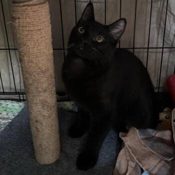 Blackjack- at PetSmart Madison East -  Domestic Short Hair Cat for Adoption in Madison, Wisconsin - Blackjack- At PetSmart Madison East | PetCurious