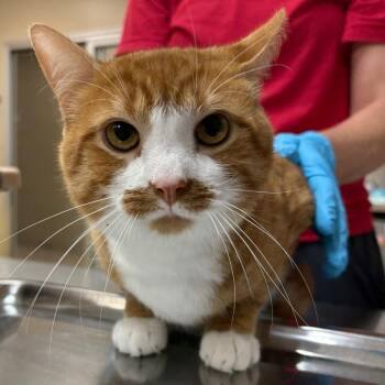 Sir Wellington -  Domestic Short Hair Cat for Adoption in Birmingham, Alabama - Sir Wellington | PetCurious