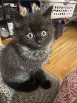 Green Apple -  Domestic Medium Hair Cat for Adoption in Calgary, Alberta - Green Apple | PetCurious