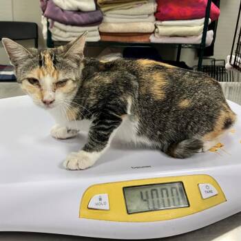 110067 -  Domestic Short Hair Cat for Adoption in Las Cruces, New Mexico - 110067 | PetCurious