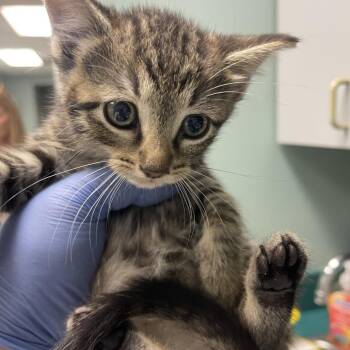 Watermelon -  Domestic Short Hair Cat for Adoption in Lenexa, Kansas - Watermelon | PetCurious