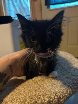 Bashful -  Domestic Short Hair Cat for Adoption in Hinckley, Illinois - Bashful | PetCurious