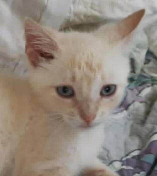 Teagan -  Domestic Short Hair Cat for Adoption in Connelly Springs, North Carolina - Teagan | PetCurious