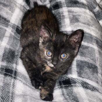Domestic Short Hair Cats Available for Adoption in Granville, Ohio - Tink | PetCurious