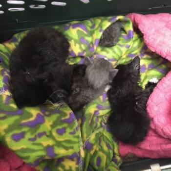 Domestic Short Hair Cats Available for Adoption in Palm Coast, Florida - Chai | PetCurious