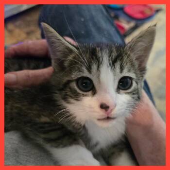 Sheldon Von Wiggles -  Domestic Short Hair Cat for Adoption in Fredericksburg, Virginia - Sheldon Von Wiggles | PetCurious