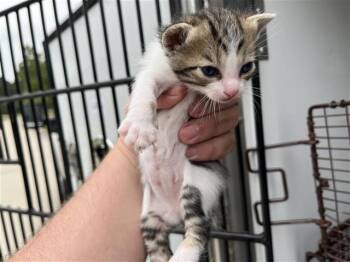 Domestic Short Hair Cats Available for Adoption in Houston, Texas - A655570 | PetCurious