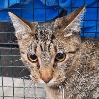 Domestic Short Hair Cats Available for Adoption - Goodyear - Bonded With Bridgestone | PetCurious