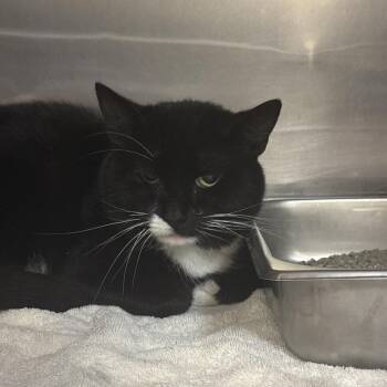 Worm -  Domestic Short Hair Cat for Adoption in Indianapolis, Indiana - Worm | PetCurious