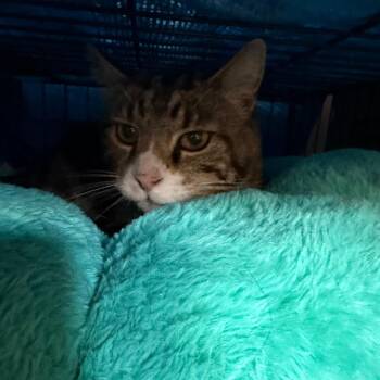 Cheerio -  Domestic Short Hair Cat for Adoption in Klamath Falls, Oregon - Cheerio | PetCurious