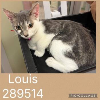 LOUIS -  Domestic Short Hair Cat for Adoption in Macon, Georgia - LOUIS | PetCurious