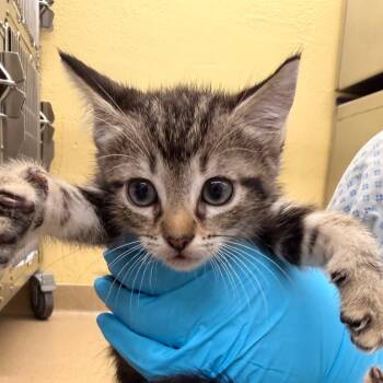 Brownie -  Domestic Short Hair Cat for Adoption in West Palm Beach, Florida - Brownie | PetCurious