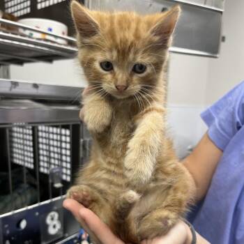 Flannel -  Domestic Short Hair Cat for Adoption in Mount Vernon, Indiana - Flannel | PetCurious