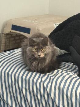 Domestic Medium Hair Cats Available for Adoption in Holbrook, New York - PEARL | PetCurious
