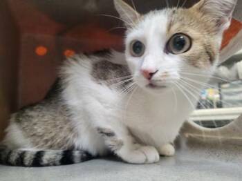 Scoot -  Domestic Short Hair Cat for Adoption in Fairfax, Virginia - Scoot | PetCurious