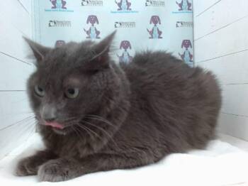 ETO -  Domestic Medium Hair Cat for Adoption in Orlando, Florida - ETO | PetCurious